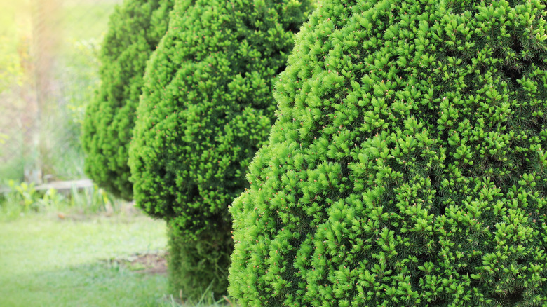 rows of spruce shrubs 