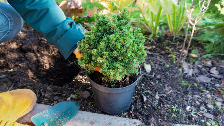 Planting small spruce tree