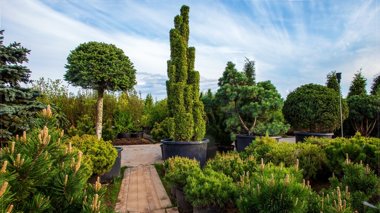 garden of different spruce trees