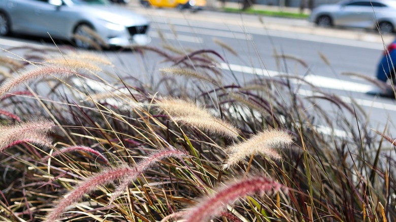 silvergrass by the roadside