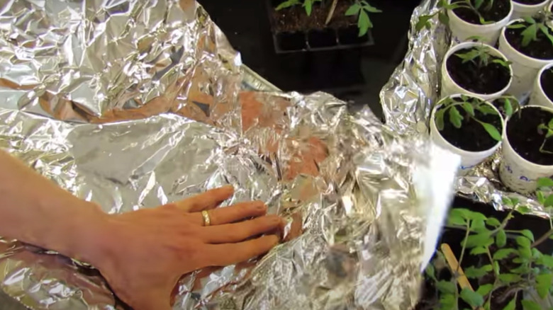 Aluminium foil and plants