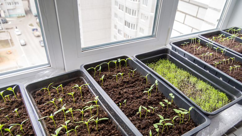 seeds growing in trays