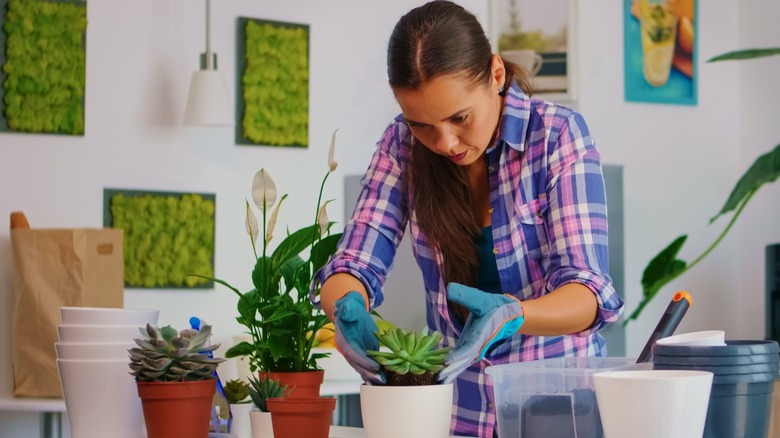 Woman with gloves inspecting succulent 