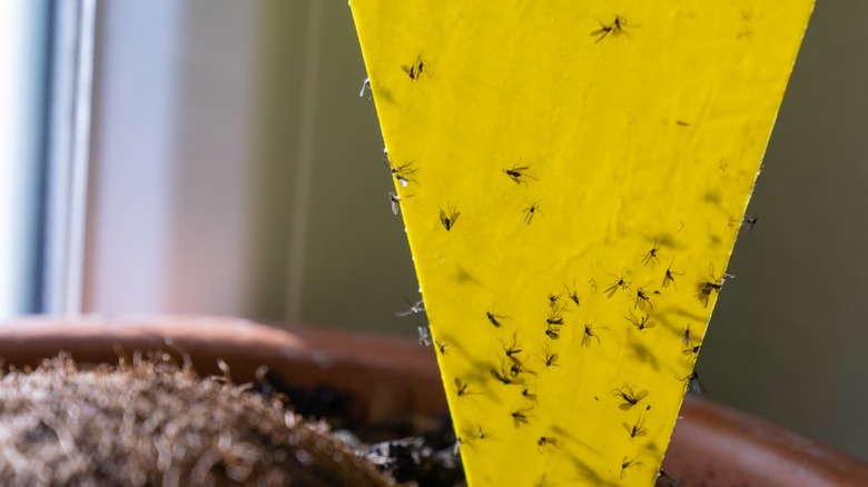 Fungus gnats stuck yellow sticky-trap