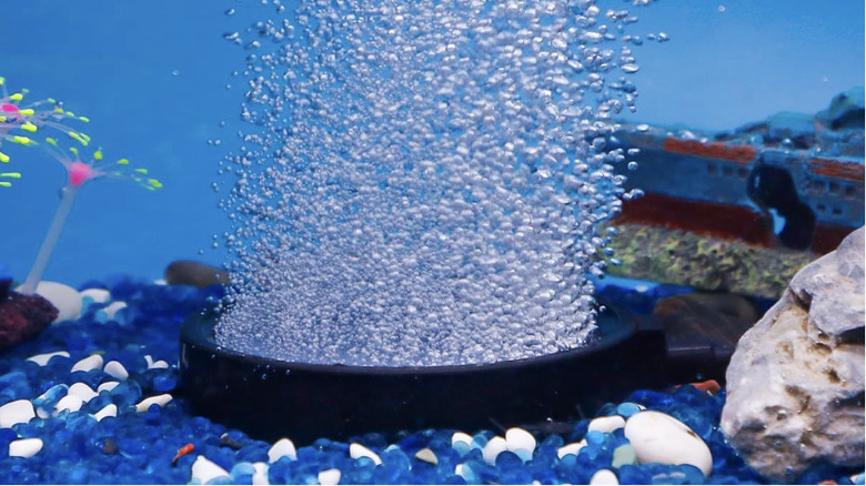 Air stone disc releasing air bubbles in an aquarium