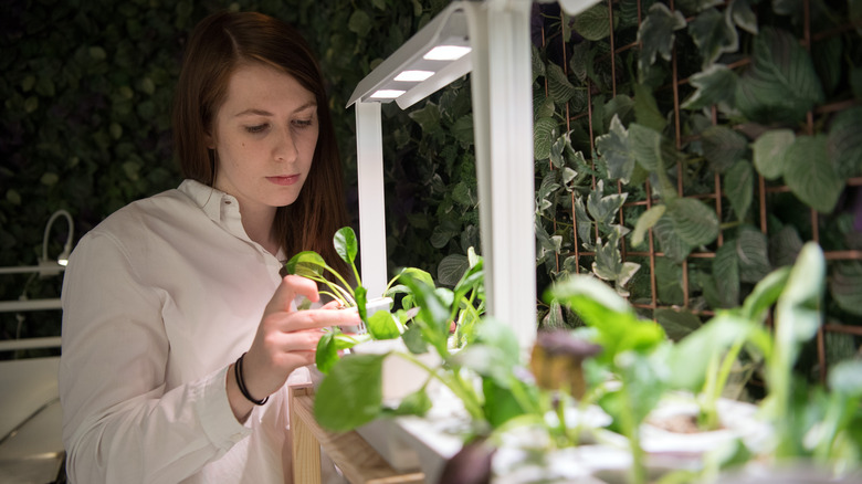 A person inspecting plants in a hydroponic garden