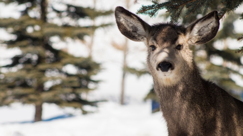 Deer in front of snowy trees