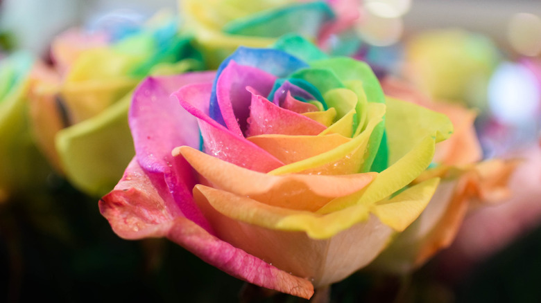 rainbow rose