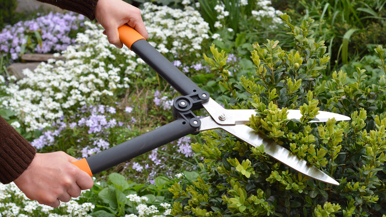 Gardener trimming boxwood plant