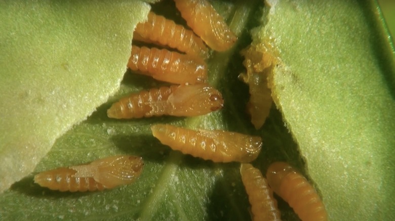 Boxwood leafminer pupae in leaf