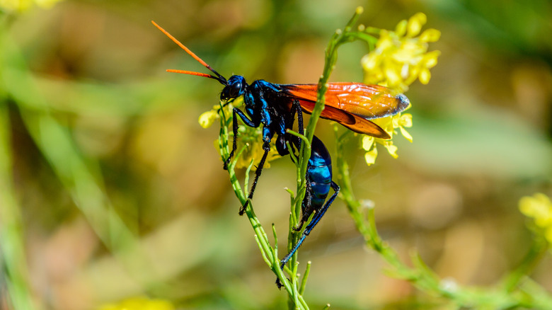 Tarantula hawk wasp in garden