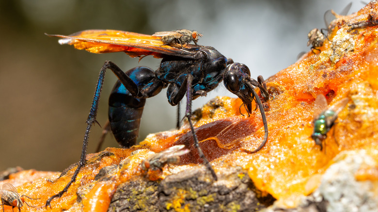 Tarantula hawk wasp eating