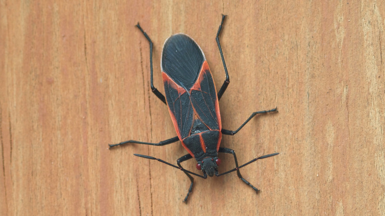 boxelder bug on wood