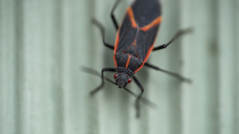 boxelder bug 