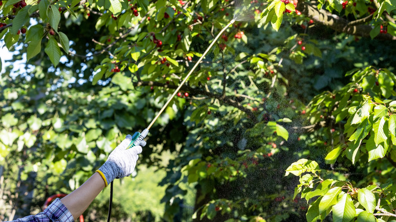 spraying fruit tree with horticultural oil