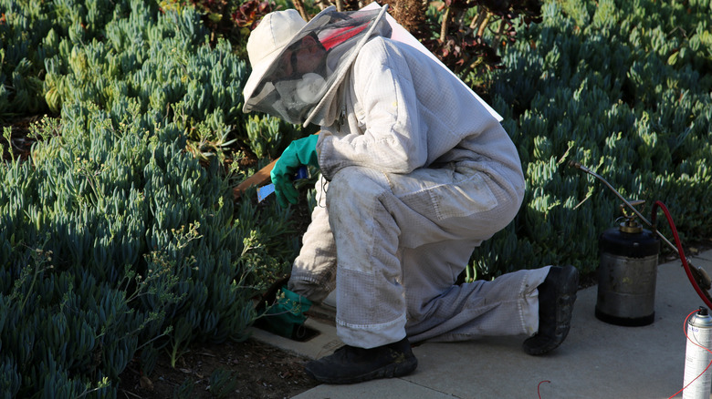 Beekeeper kneeling by nest