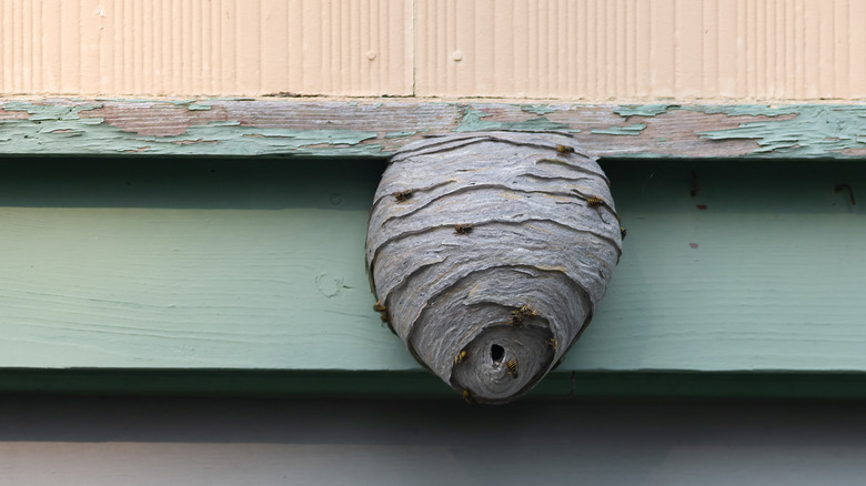 Wasp nest on house