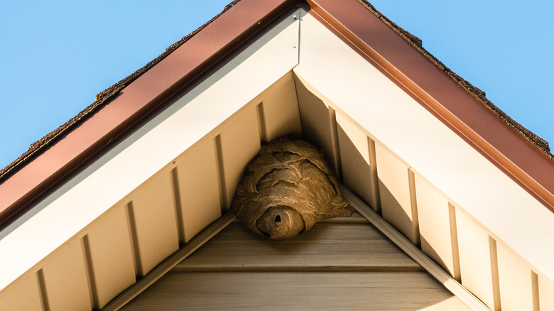 Wasp nest in roof eaves