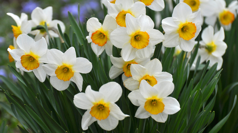 Yellow and white daffodils