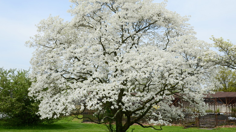 Blooming dogwood tree