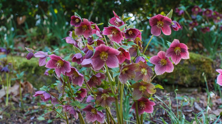 Hellebores in bloom