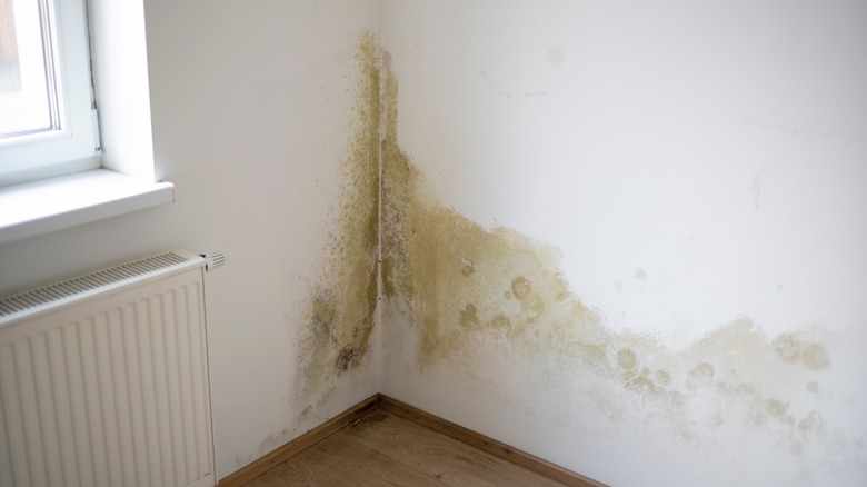 corner of home with mold