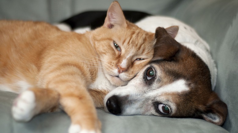 dog and cat snuggling