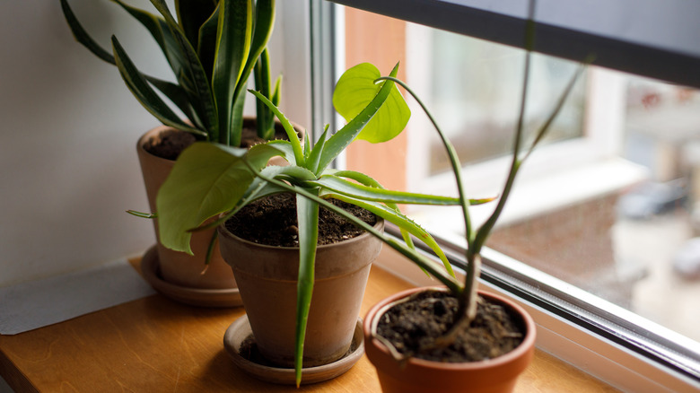 Plants on the windowsill