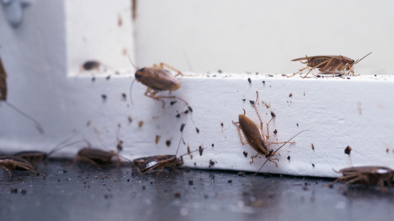 cockroaches on door