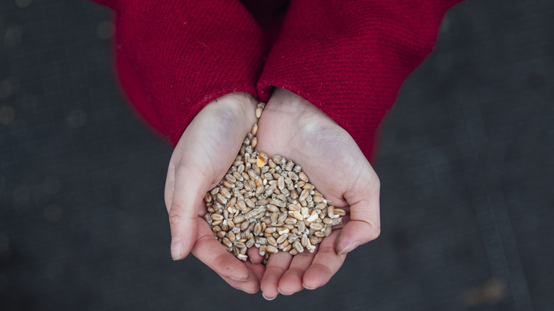 A person holding bird seeds