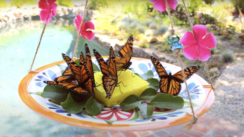 hanging butterfly feeder with monarchs