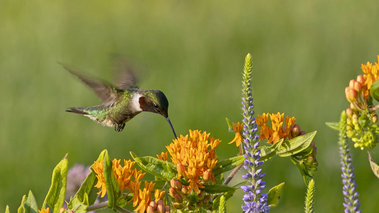 hummingbird feeding on flowers