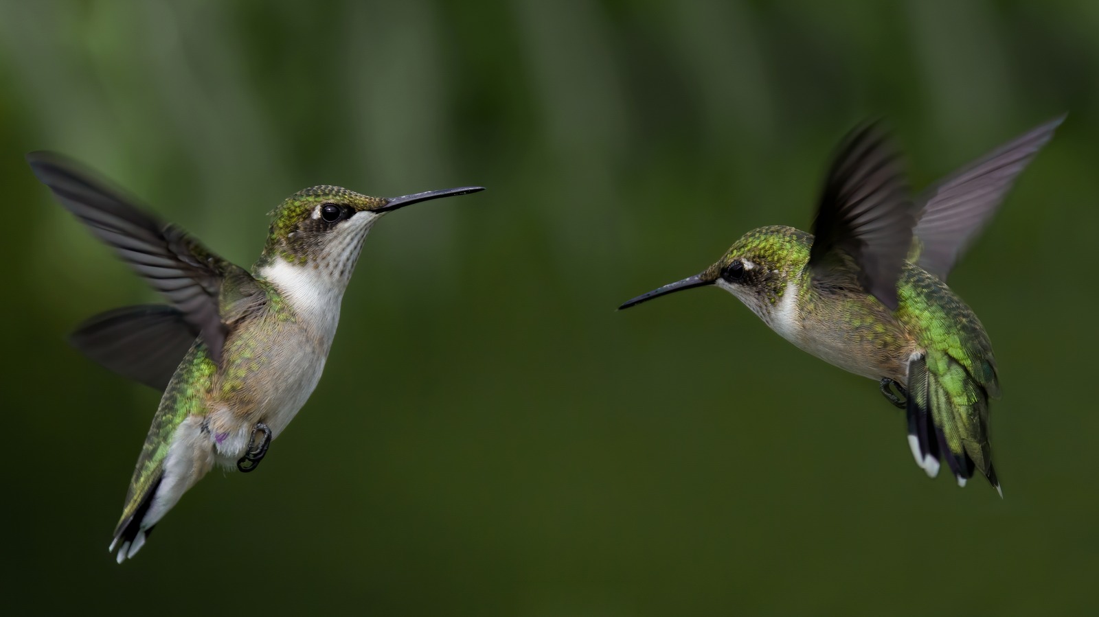 An Overripe Banana Is The Secret To Attracting More Hummingbirds To ...