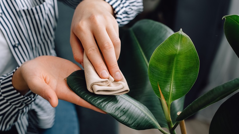 Hands wiping plant leaf