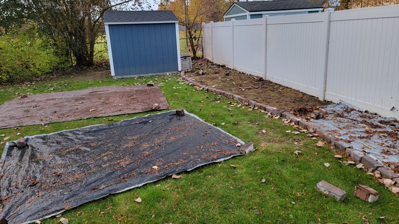 solarizing area of lawn with tarp