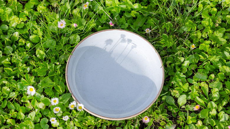 plate in grass