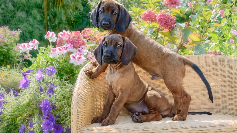 two dogs in the garden surrounded by flowers