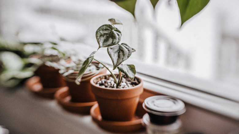 Terracotta pots with plants