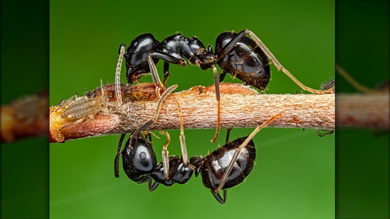 ants farming aphids