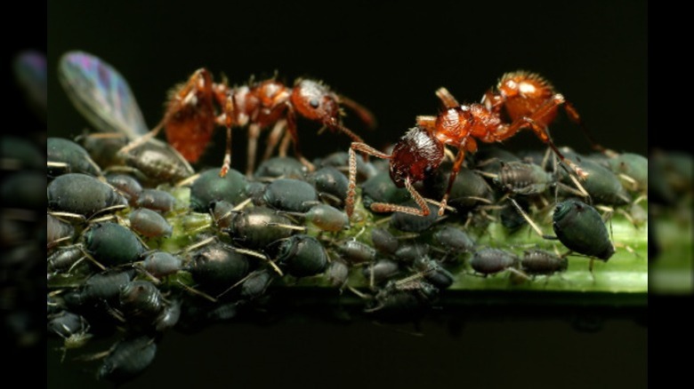 ants and aphids on plant