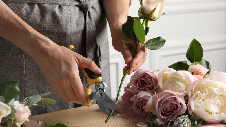 Cutting rose with garden shears