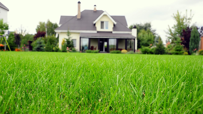 Closeup of home's weed-free lawn