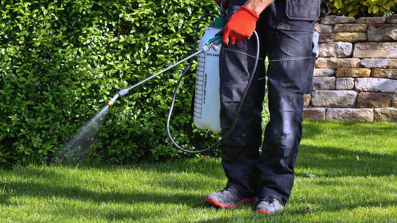 Man sprays lawn with herbicide 