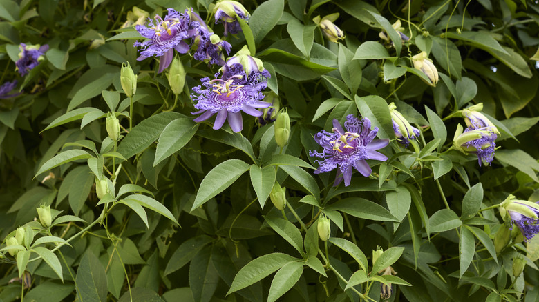 purple passion flower vines