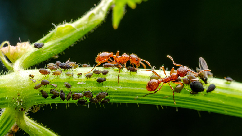 Ants and aphids on stem