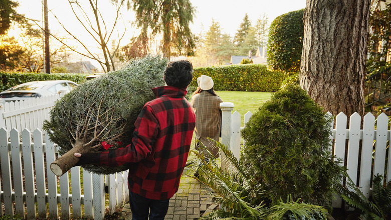 A man carries a fresh cut conifer into his home.