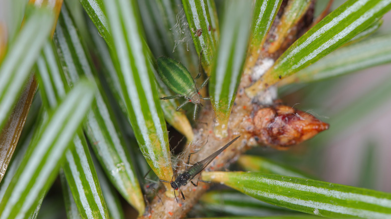 Cinara aphids crawl on the branch of a fir tree.