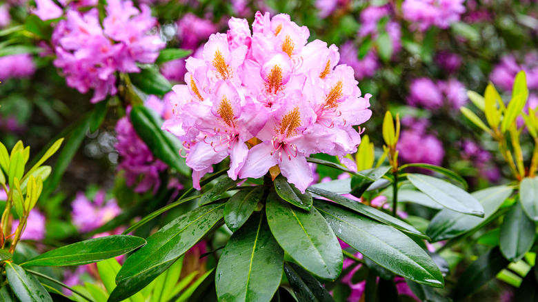 rhododendron