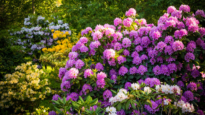 Azaleas and rhododendrons