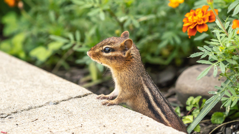 chipmunk in garden